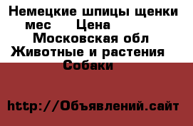 Немецкие шпицы(щенки 2мес,) › Цена ­ 19 500 - Московская обл. Животные и растения » Собаки   